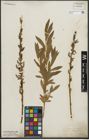 Foto von Salix purpurea L. x Salix viminalis L.